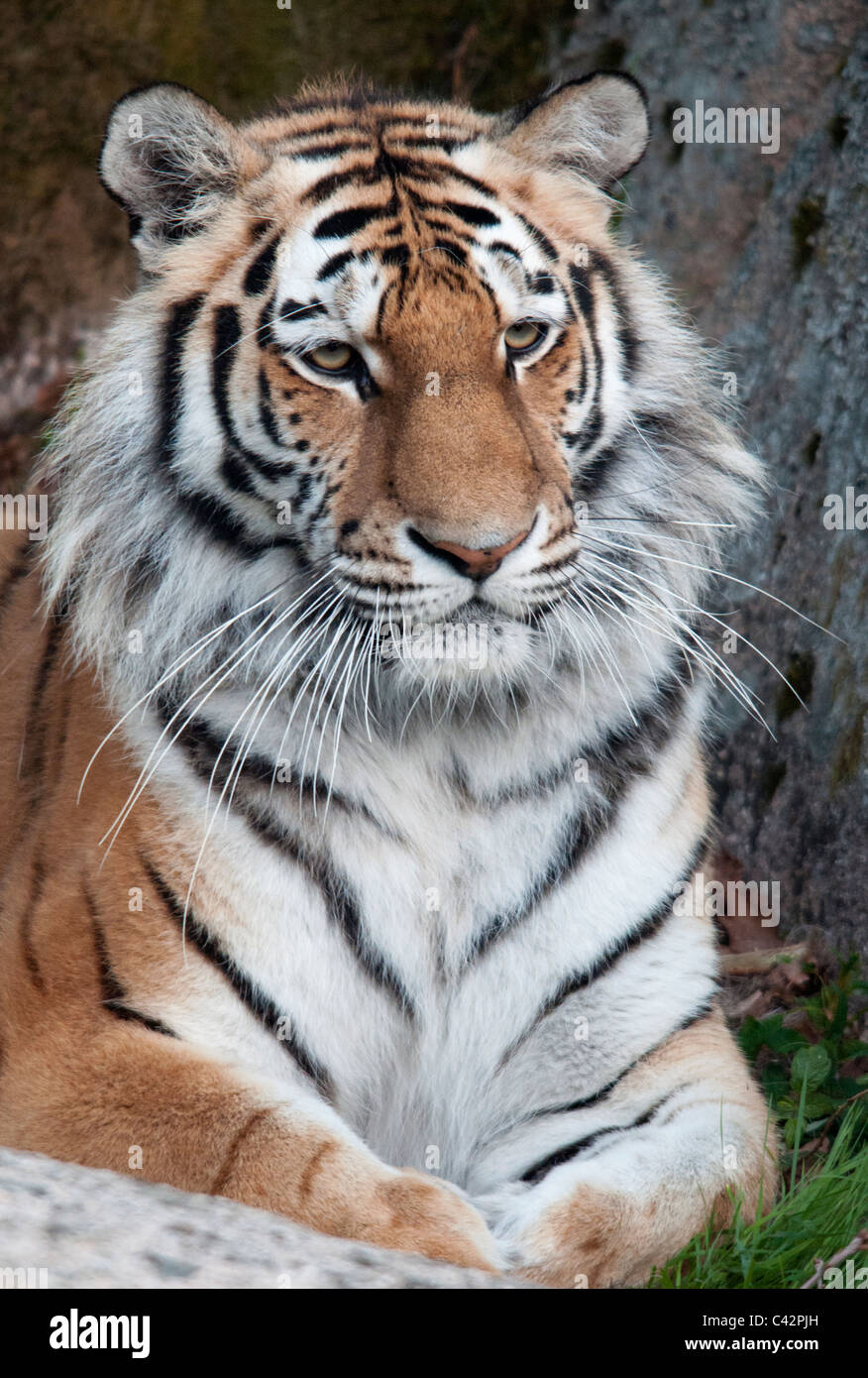 Female Amur tiger Stock Photo