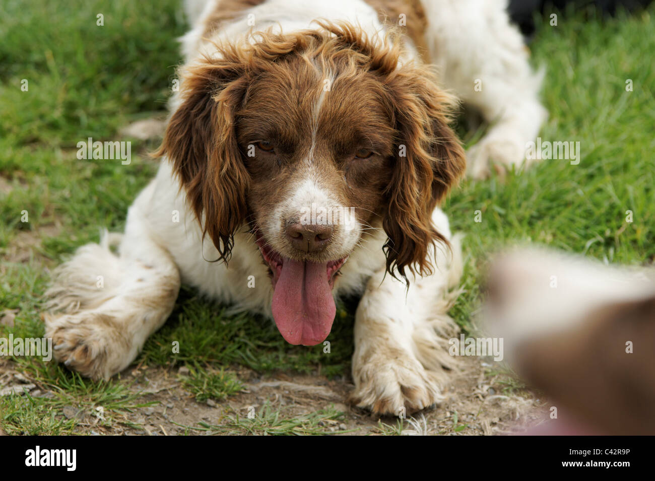Spaniel Farm Dog Stock Photo