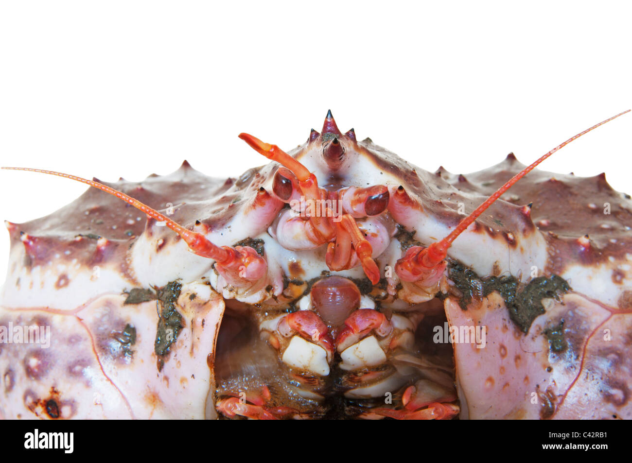 Eyes and a mouth of a crab on a white background Stock Photo - Alamy