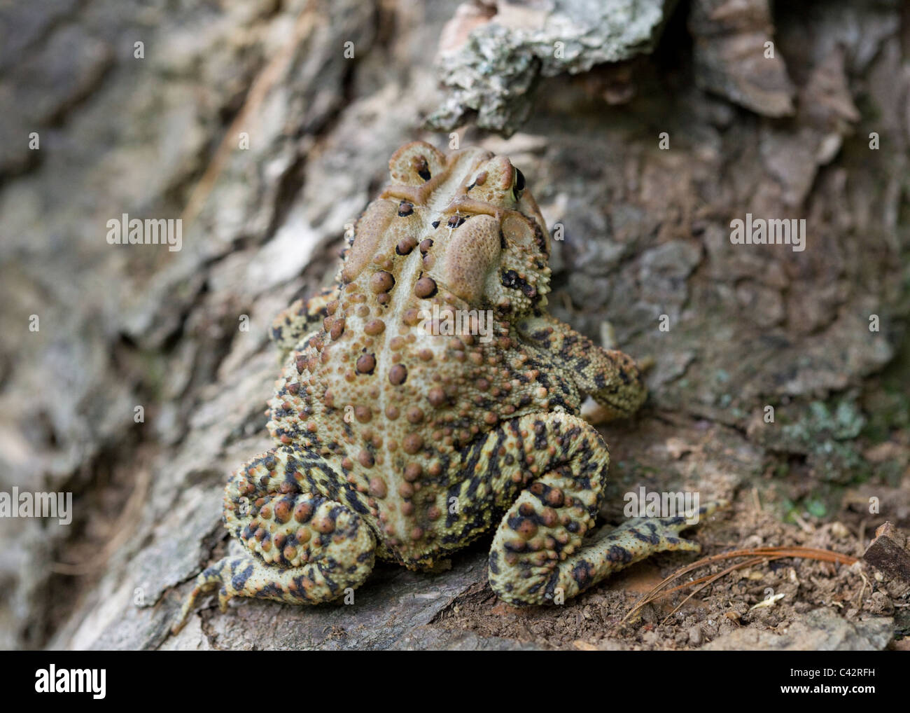 Camouflaged North American Fowler's toad (Anaxyrus fowleri) sitting on log  - Virginia, USA Stock Photo