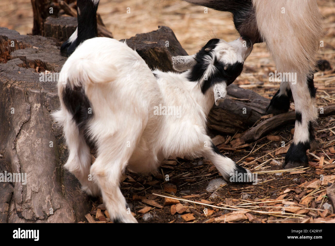 Baby goat drinking milk from mother goat. Stock Photo