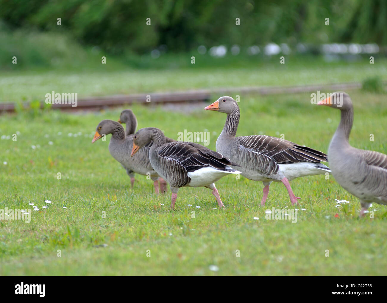 Grey Lag Geese at Wicksteed Park, Kettering, Northamptonshire, England, UK Stock Photo