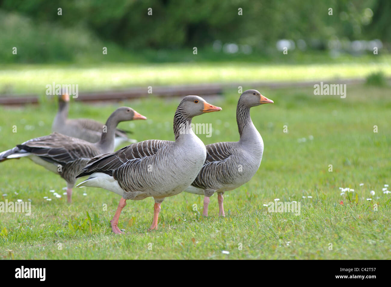 Grey Lag Geese at Wicksteed Park, Kettering, Northamptonshire, England, UK Stock Photo