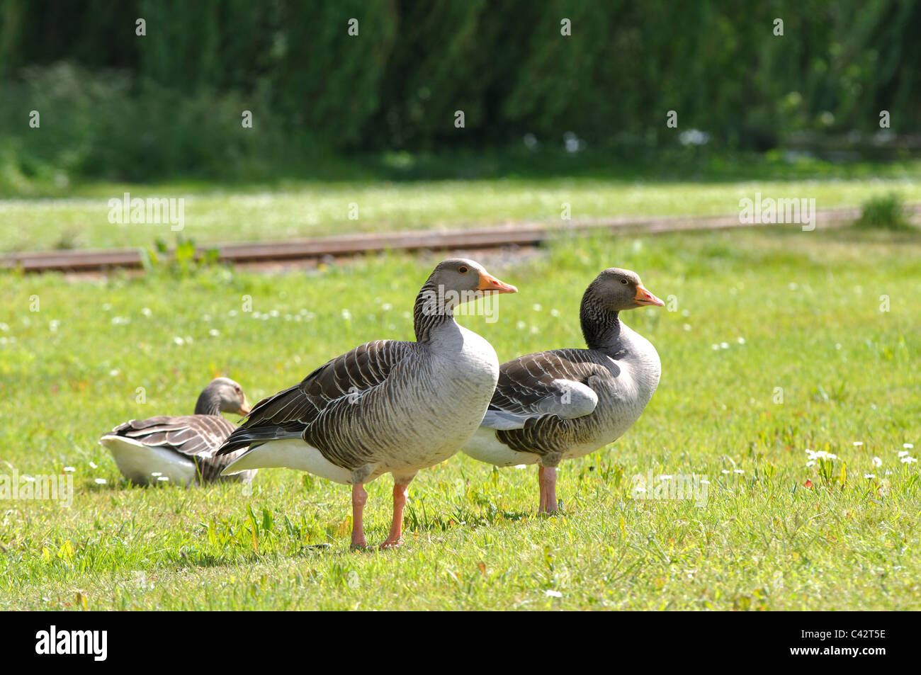 Grey Lag Geese at Wicksteed Park, Kettering, Northamptonshire, England, UK Stock Photo