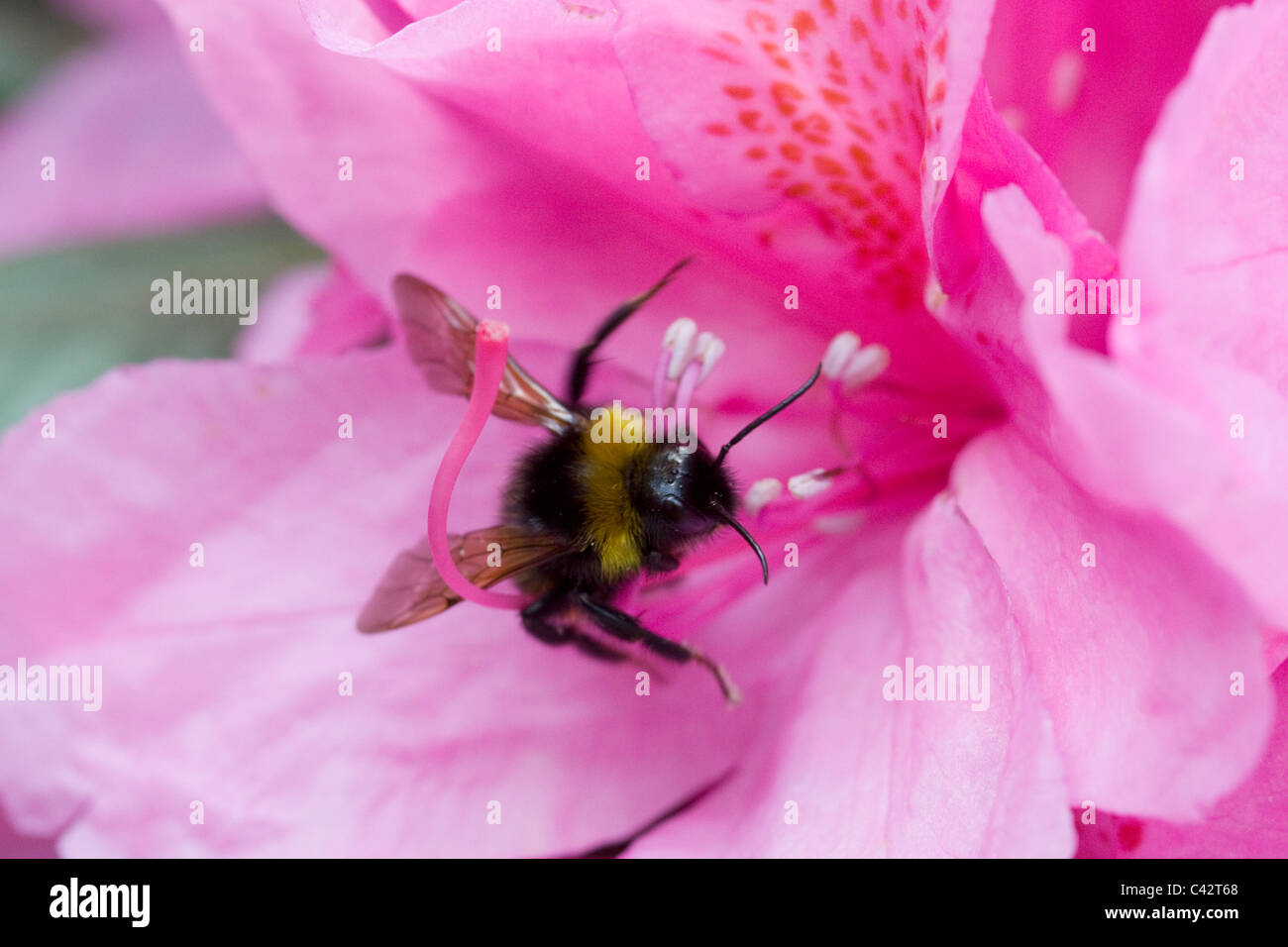Rhododendron Flower with a bumble bee collecting Pollen Stock Photo