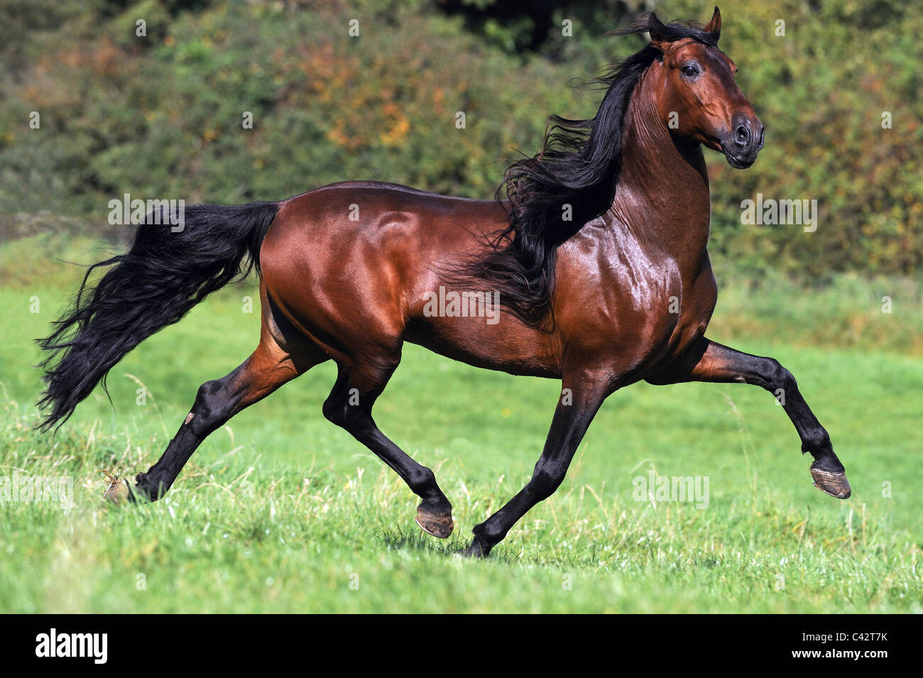 Andalusian Horse (Equus ferus caballus). Bay stallion at a trot on a meadow. Germany. Stock Photo