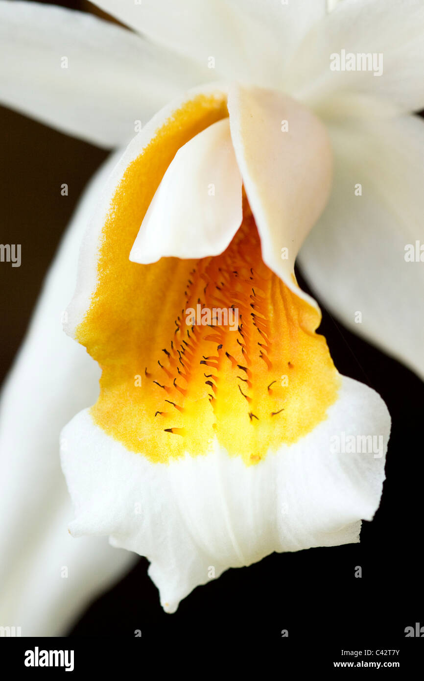 Coelogyne Lindl Orchid Shallow DOF Stock Photo