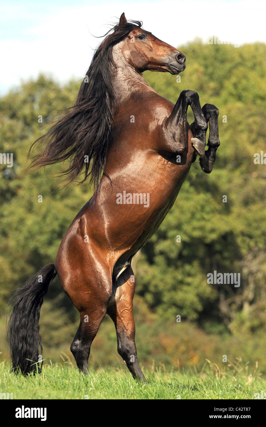 Andalusian Horse (Equus ferus caballus). Bay stallion rearing on a meadow. Germany. Stock Photo