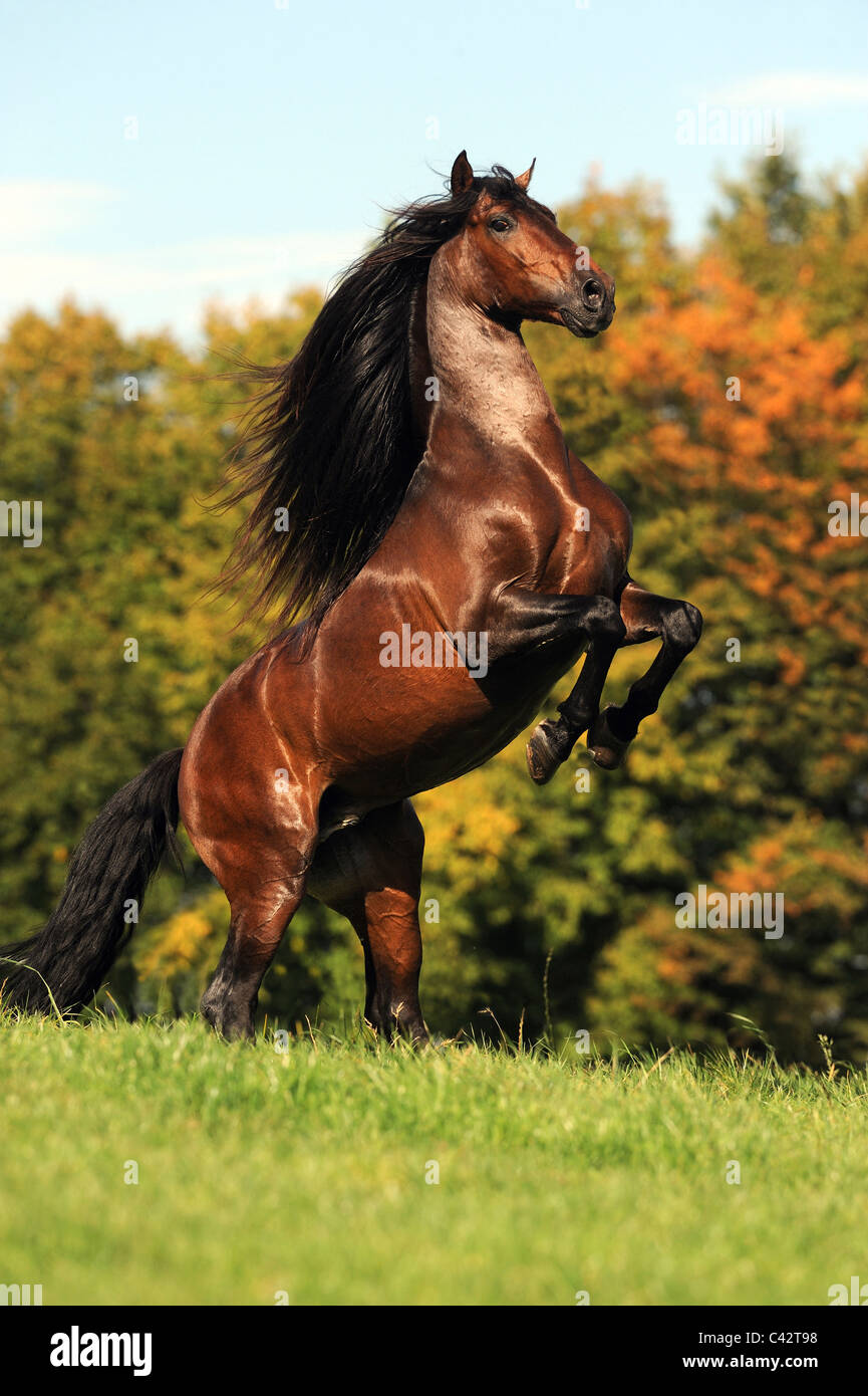 Andalusian Horse (Equus ferus caballus). Bay stallion rearing on a meadow. Germany. Stock Photo