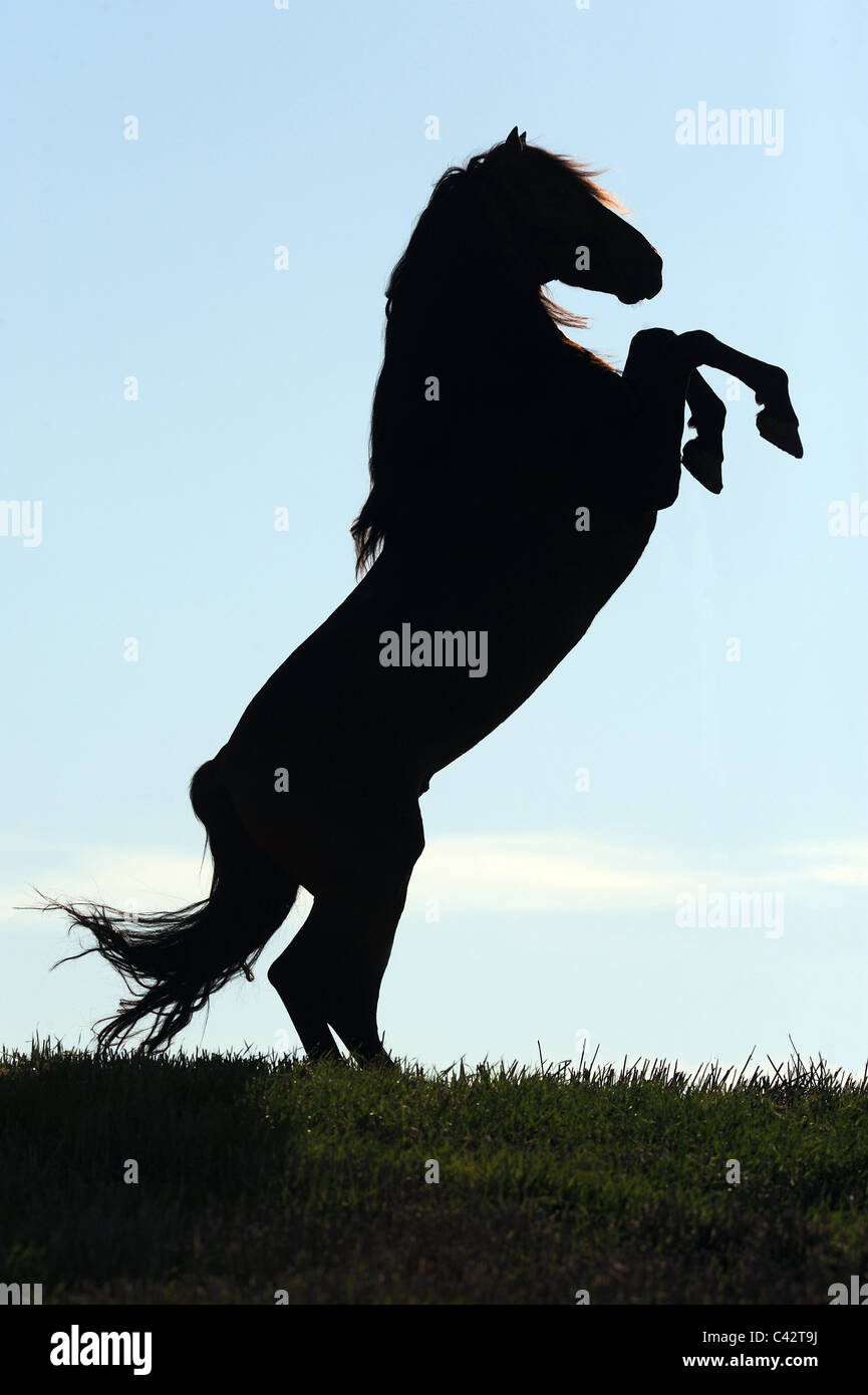 Horse rearing silhouette hi-res stock photography and images - Alamy