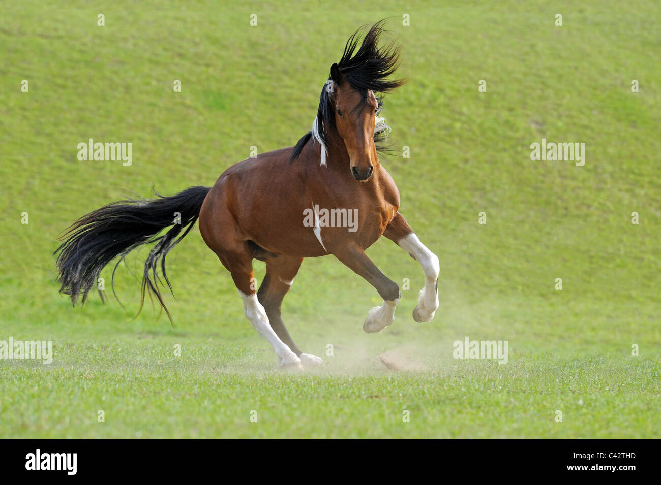 Curly Horse (Equus ferus caballus). Pinto stallion dancing across a meadow. Germany. Stock Photo