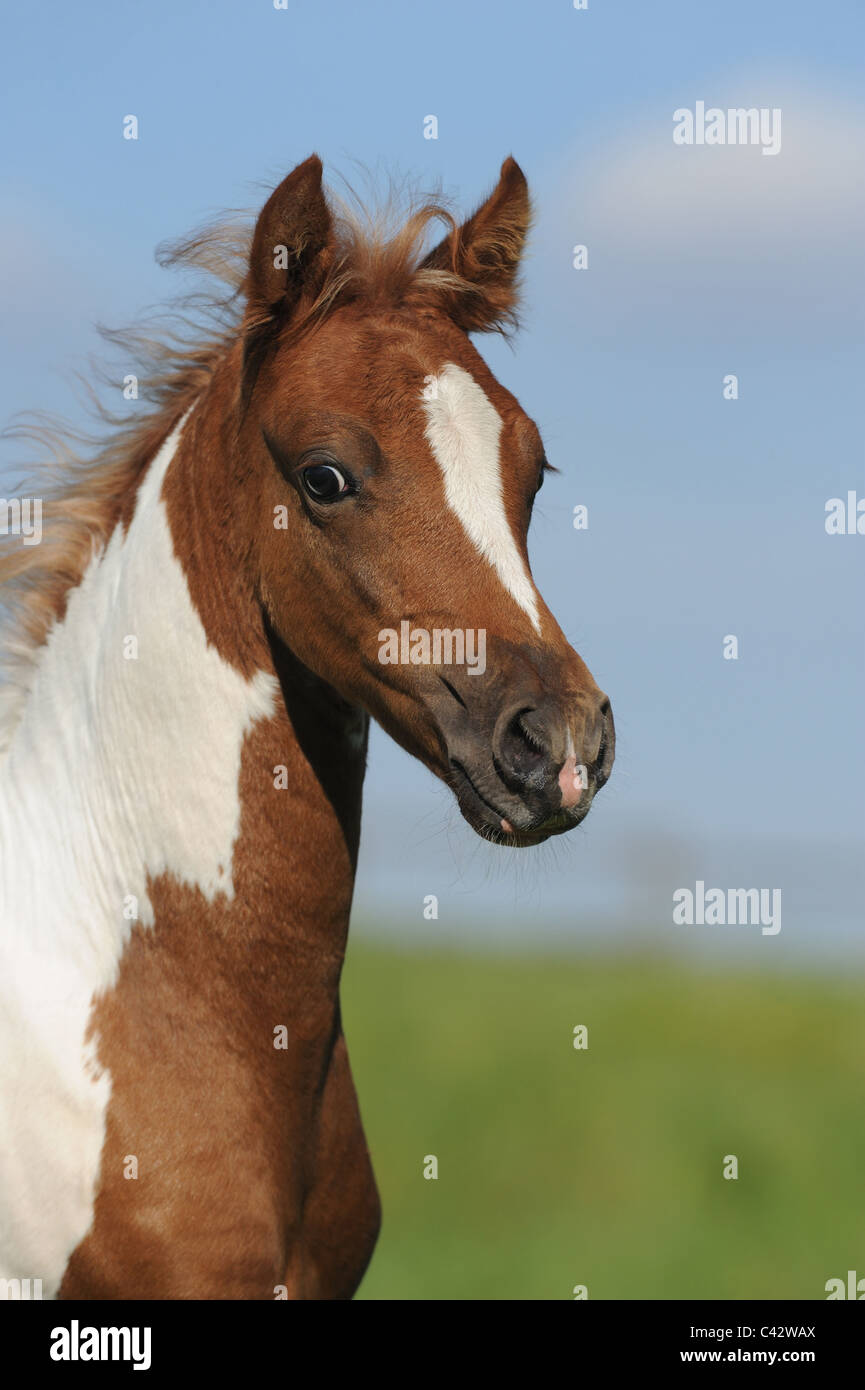 Paso Fino (Equus ferus caballus), portrait of a Pinto foal. Germany. Stock Photo