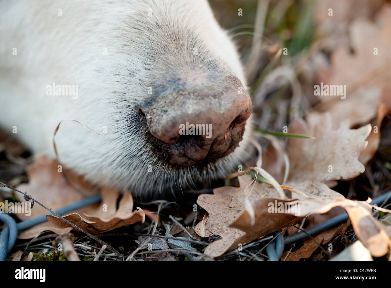 The nose of a truffle hound sniffing the ground through a wire grille
