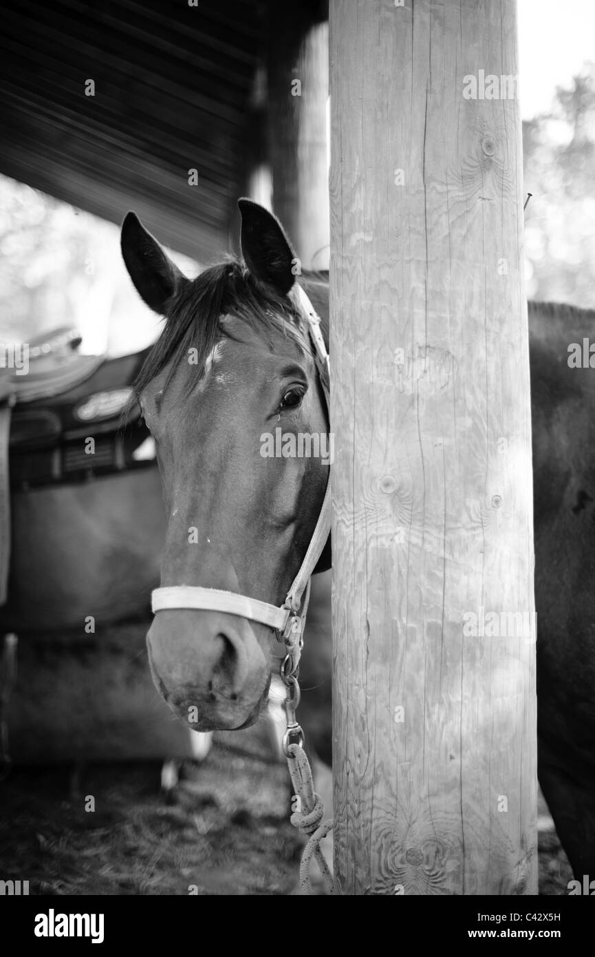 Horse Barn Photography