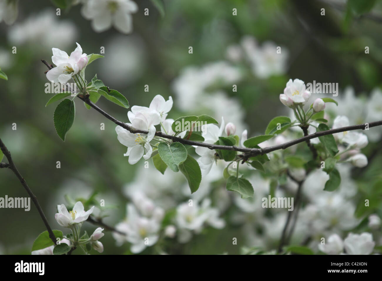 Life cycle of apple tree hires stock photography and images Alamy