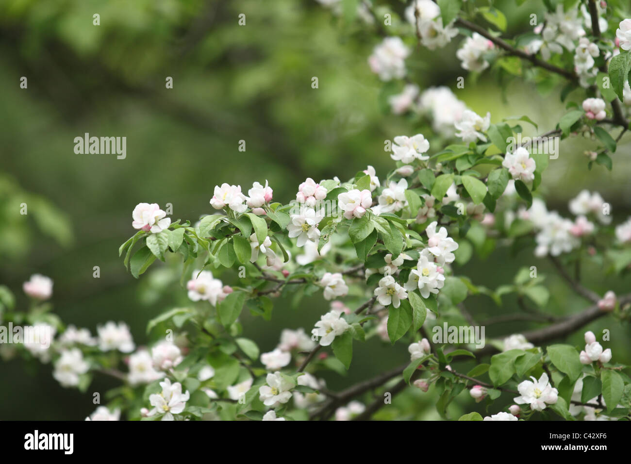 Flowering crab apple tree branches Stock Photo Alamy