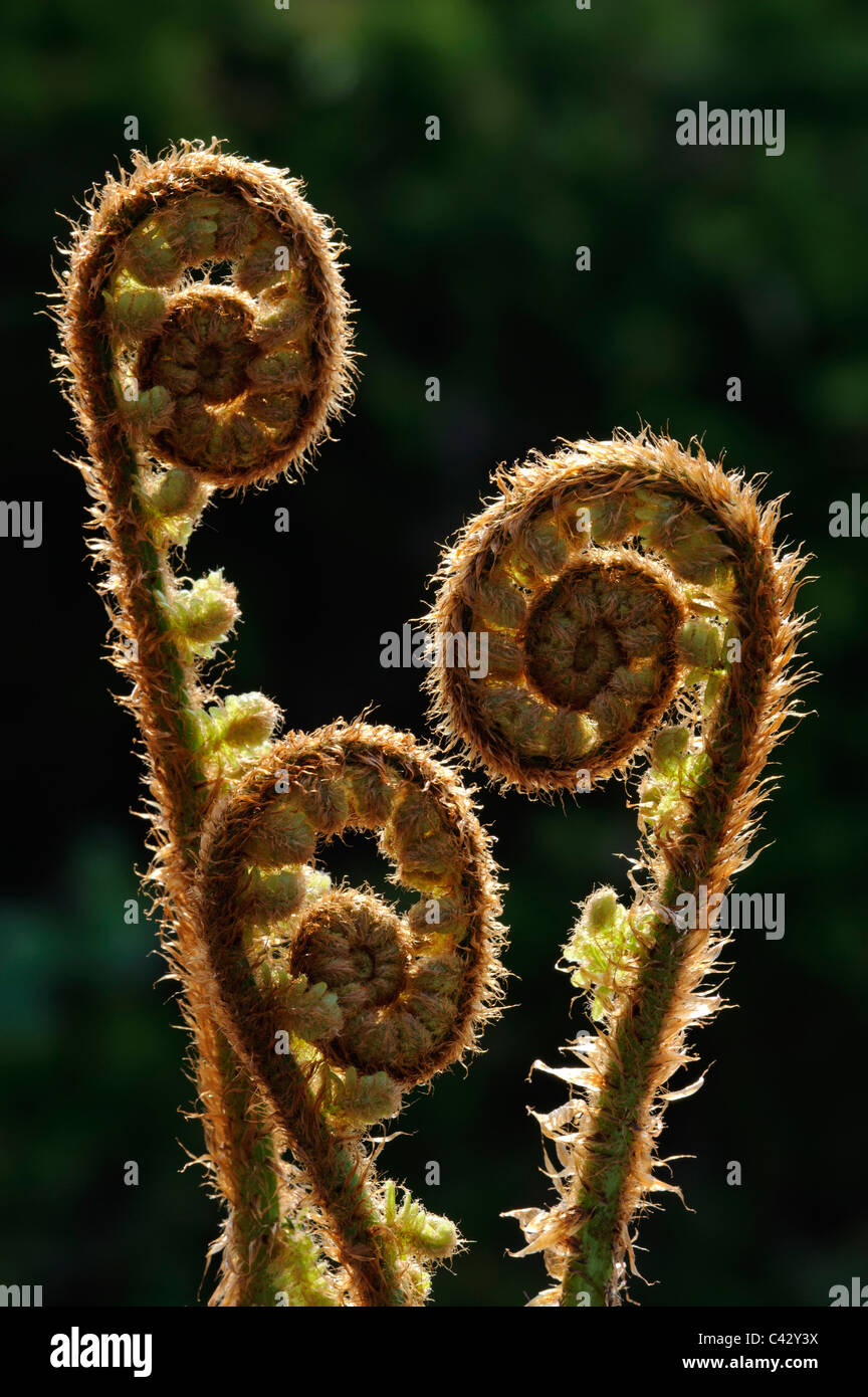 Male Fern (Dryopteris filxmas), young fiddleback Stock Photo Alamy
