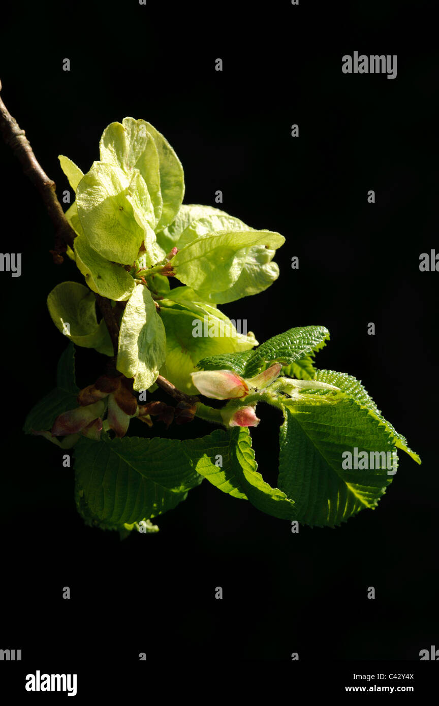 Whych Elm (Ulmus glabra), fruits Stock Photo