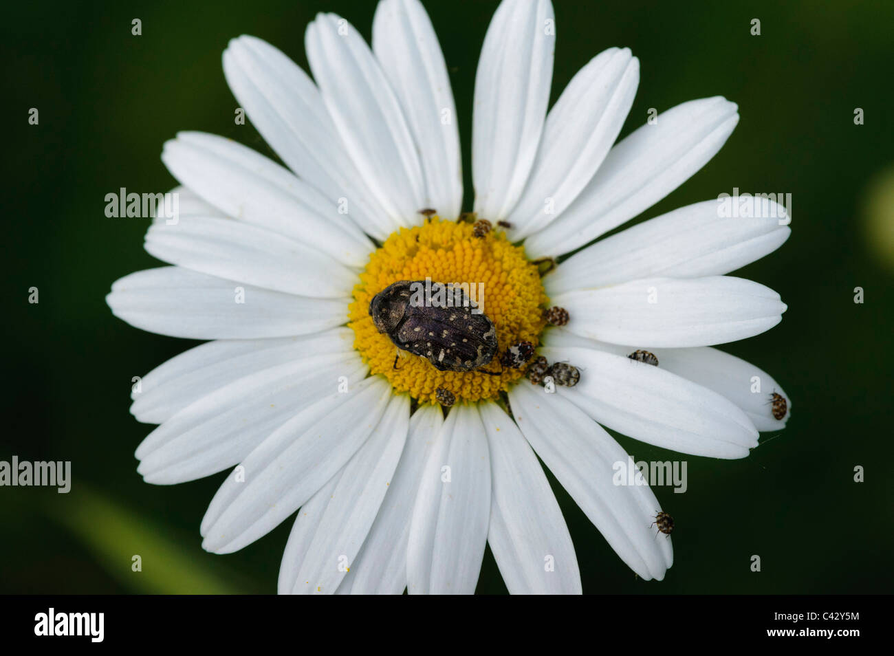 White spotted rose beetle (Oxythyrea funesta), on daisy Stock Photo