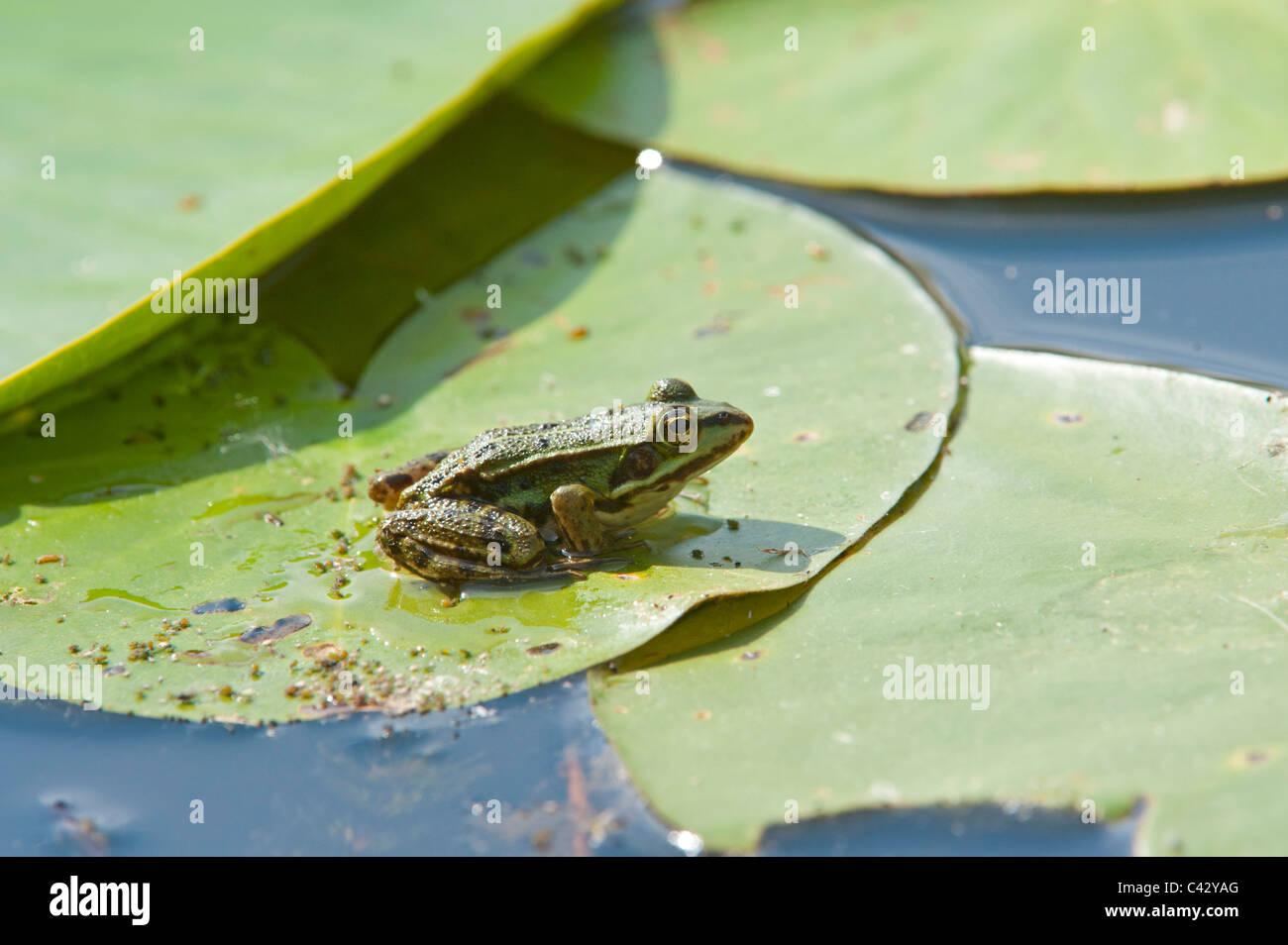 Frog On Lily Pad Hi-res Stock Photography And Images - Alamy