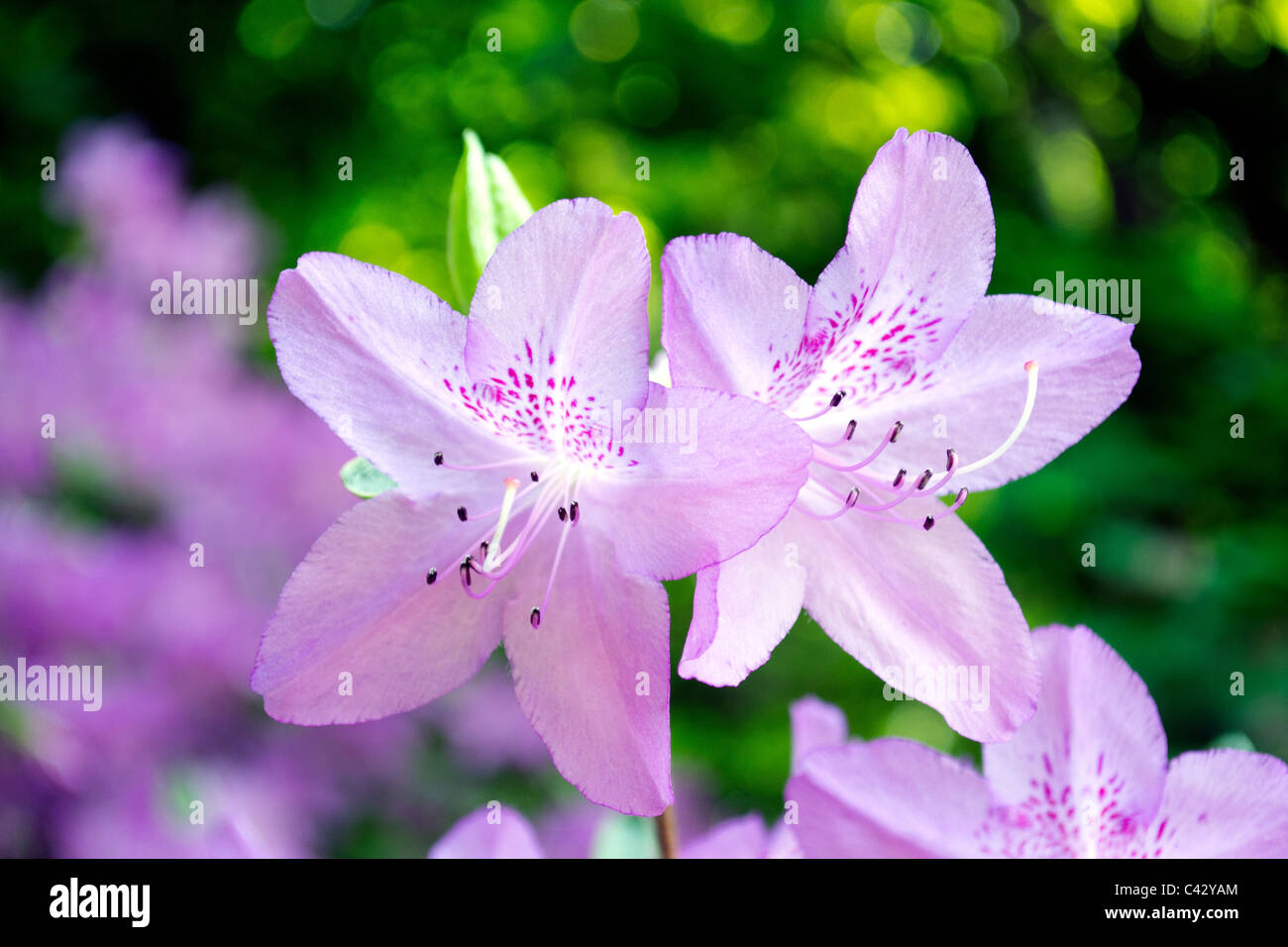 Azalea, Purple flower Stock Photo - Alamy