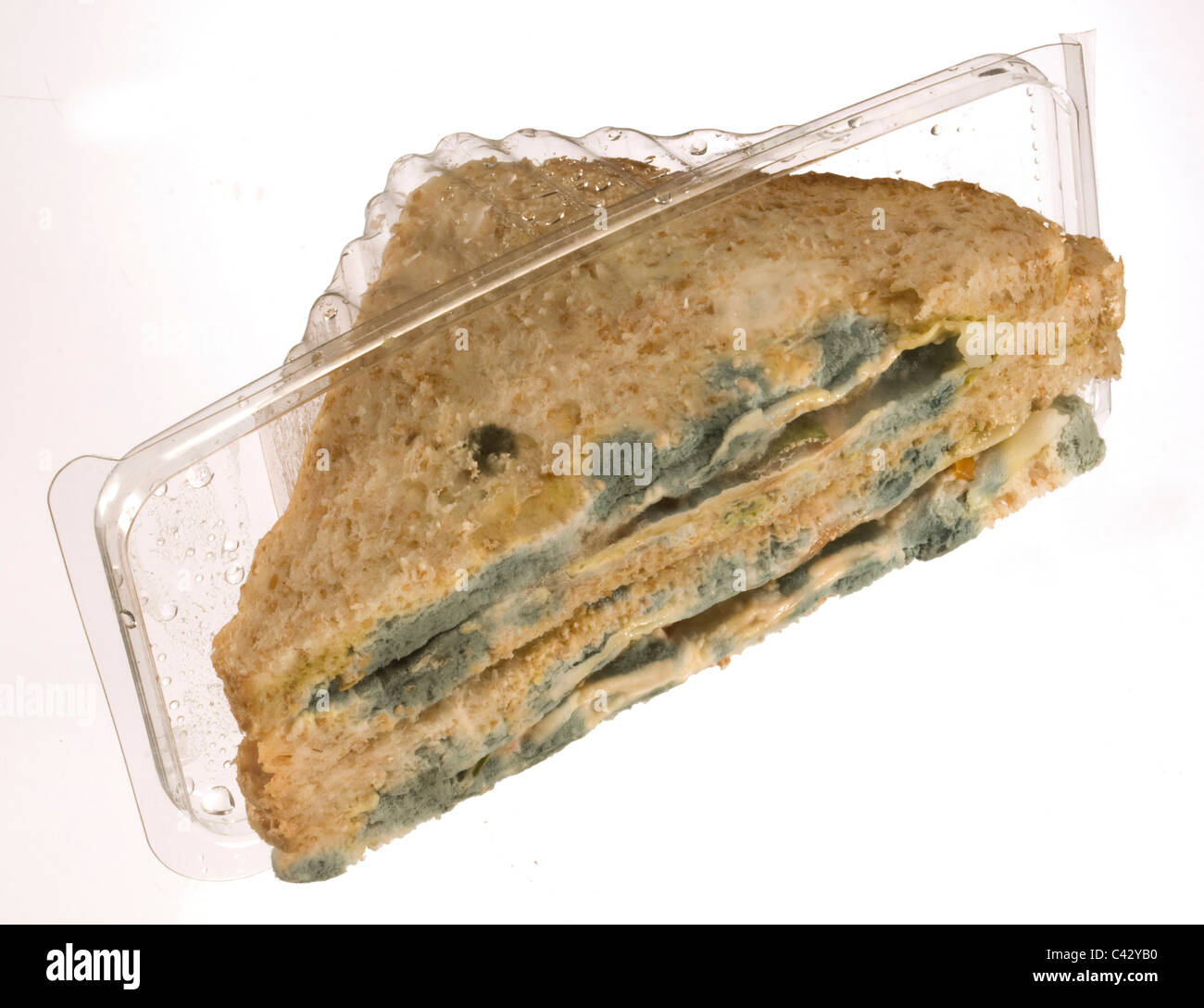 Old rotten brown bread sandwich which had been sealed inside it's plastic packaging in a refrigerator for about two months. Stock Photo
