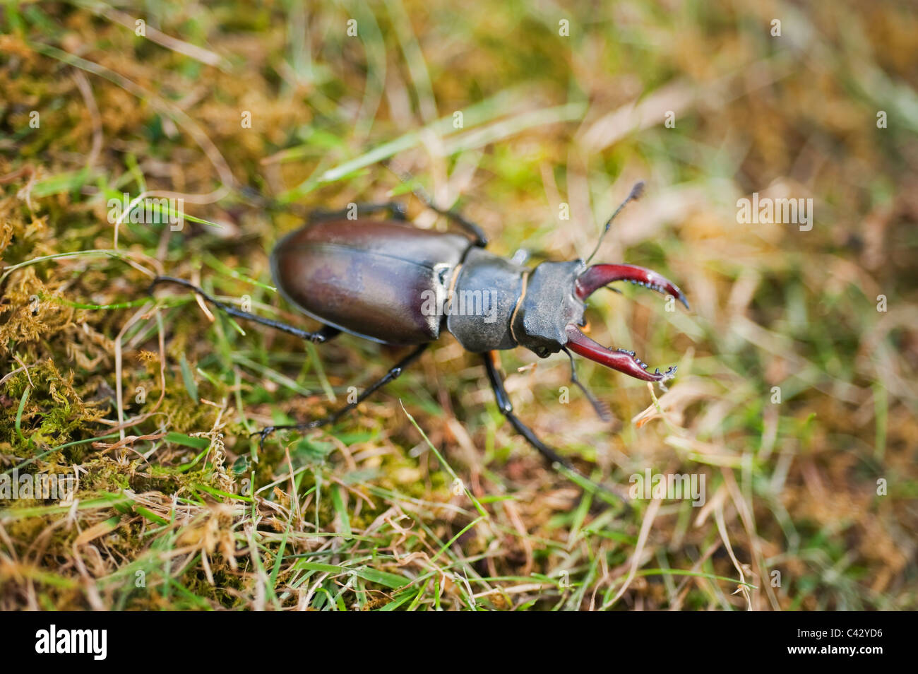 Male Stag Beetle, Lucanus cervus, in a London garden. Britains largest beetle. Stock Photo