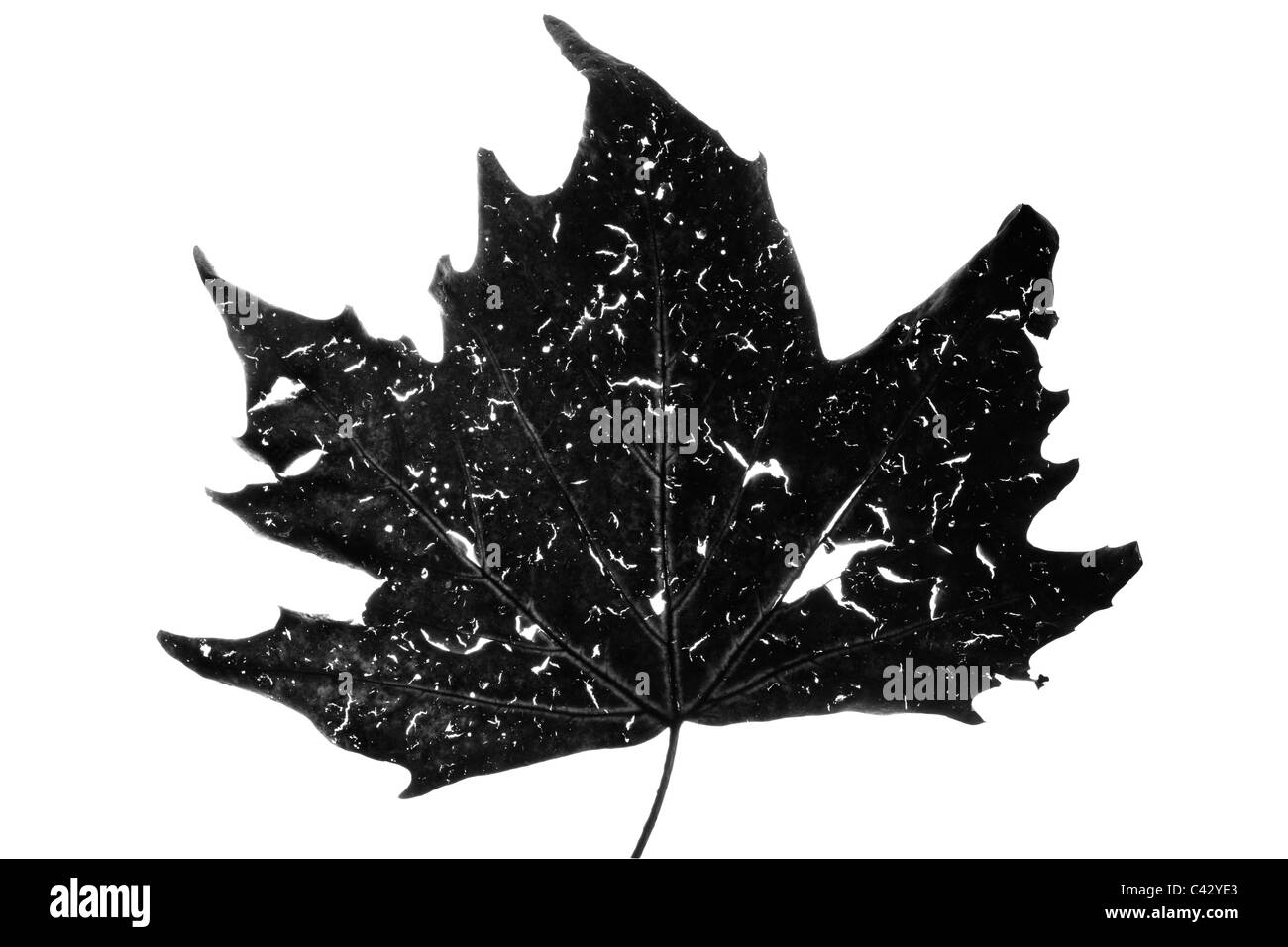 black and white maple leaf on white background Stock Photo - Alamy