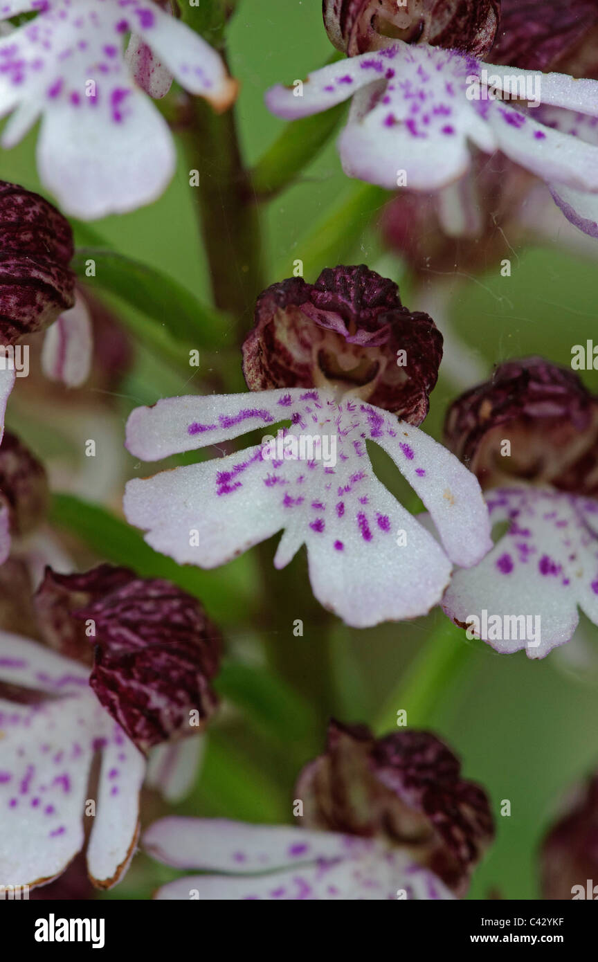 Lady Orchid (Orchhis purpurea),detail Stock Photo