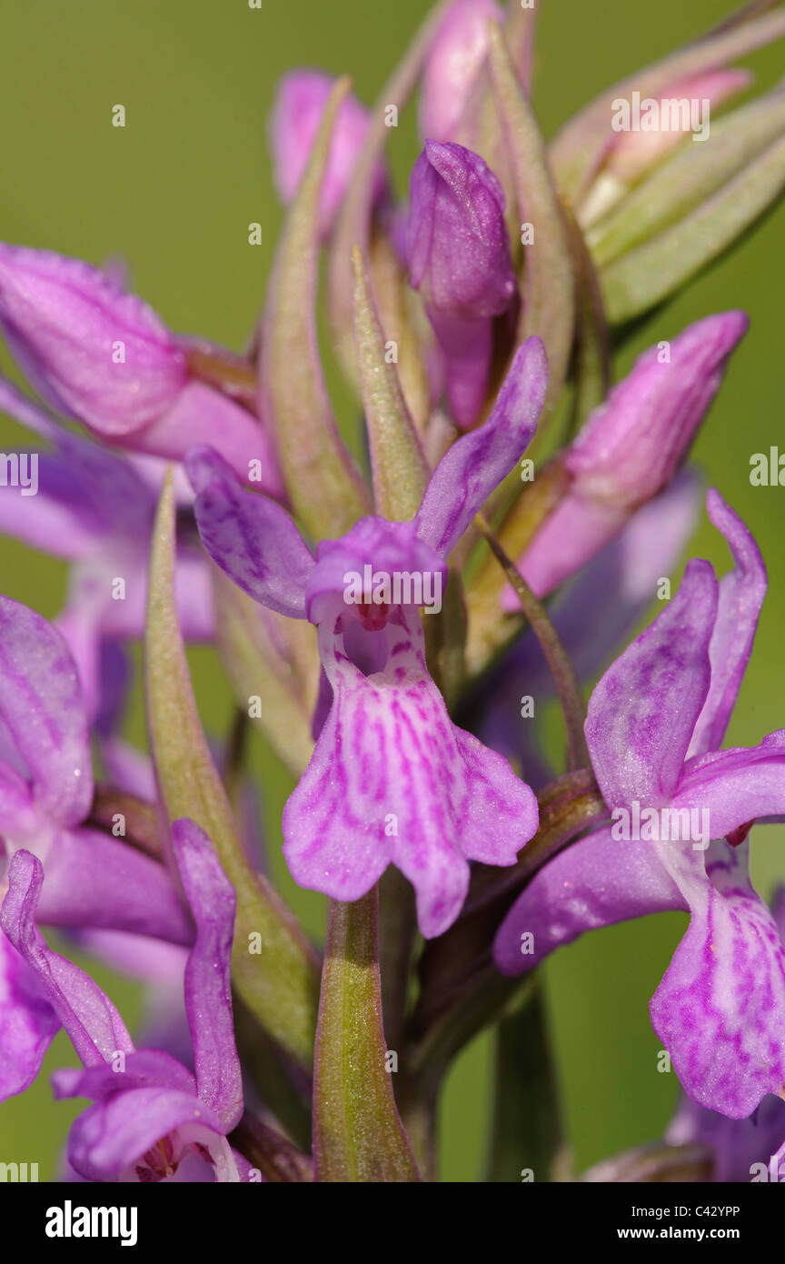 Brenne Orchid (Dactylorhiza brennensis), detail Stock Photo
