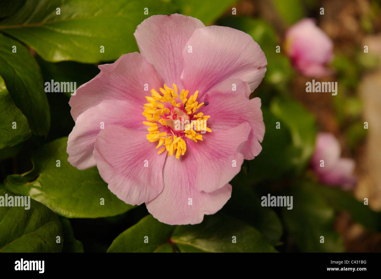 pink flower of the Peonia Mascula wild rose, Supramonte Sardinia, Italy, Europe Stock Photo
