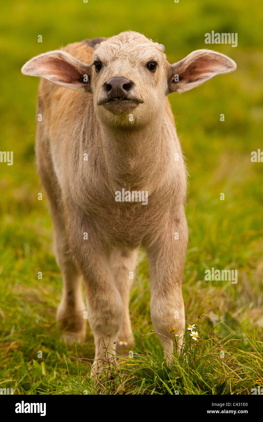 Asian water Buffalo Calf (Bubalus bubalis Stock Photo Alamy