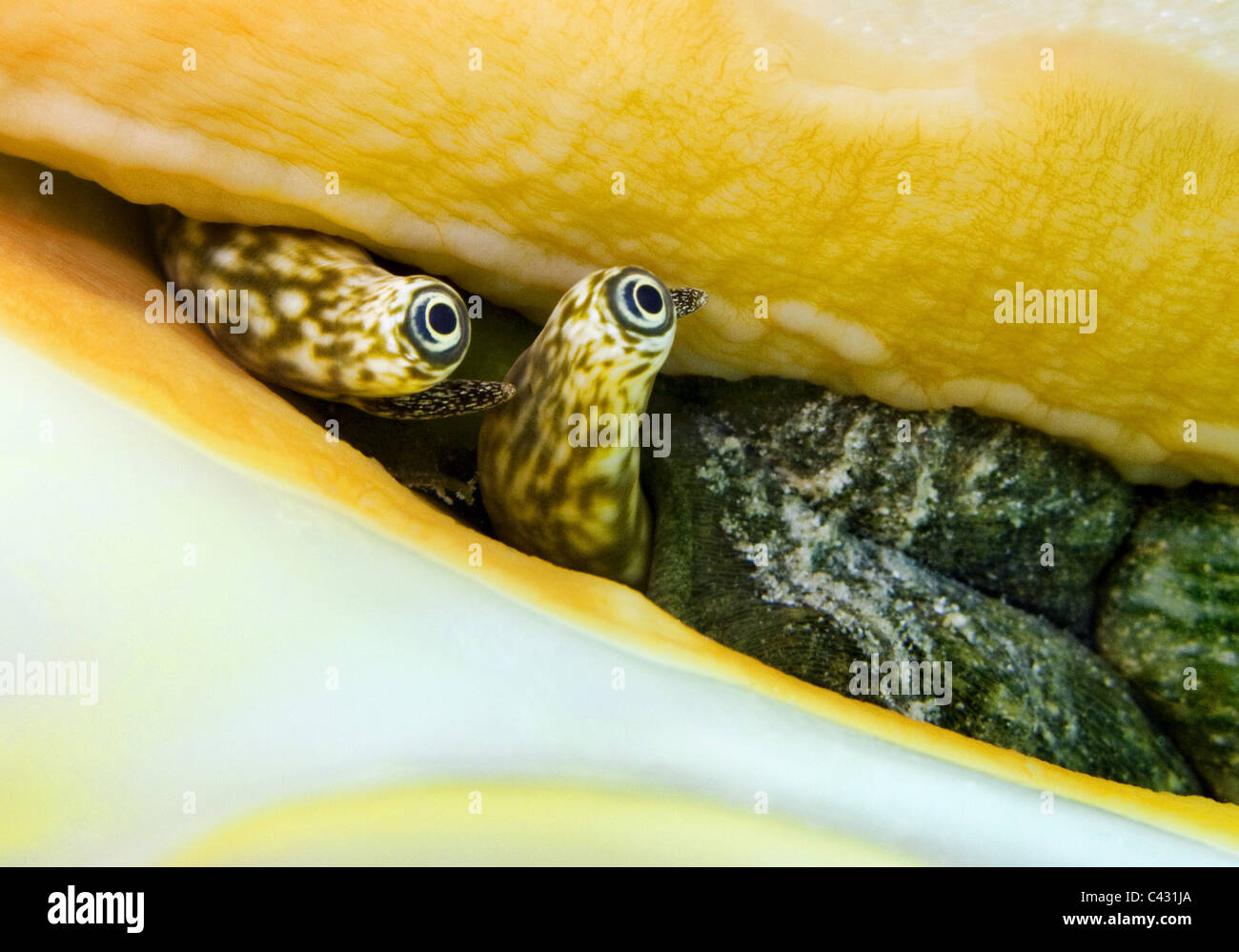 eyes of seashell Stock Photo Alamy
