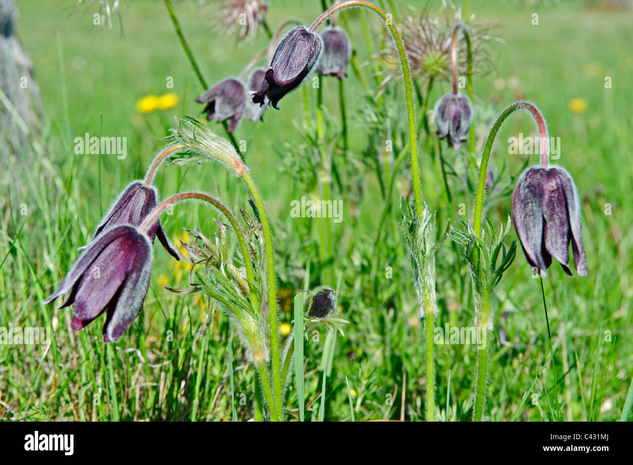 Pasque Flower (Pulsatilla vulgaris) Stock Photo