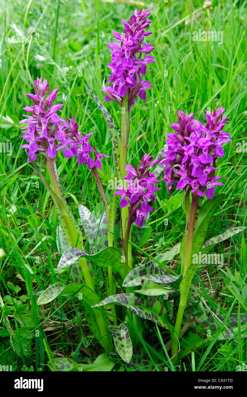 Broad-leaved Marsh-orchid (Dactylorhiza majalis Stock Photo