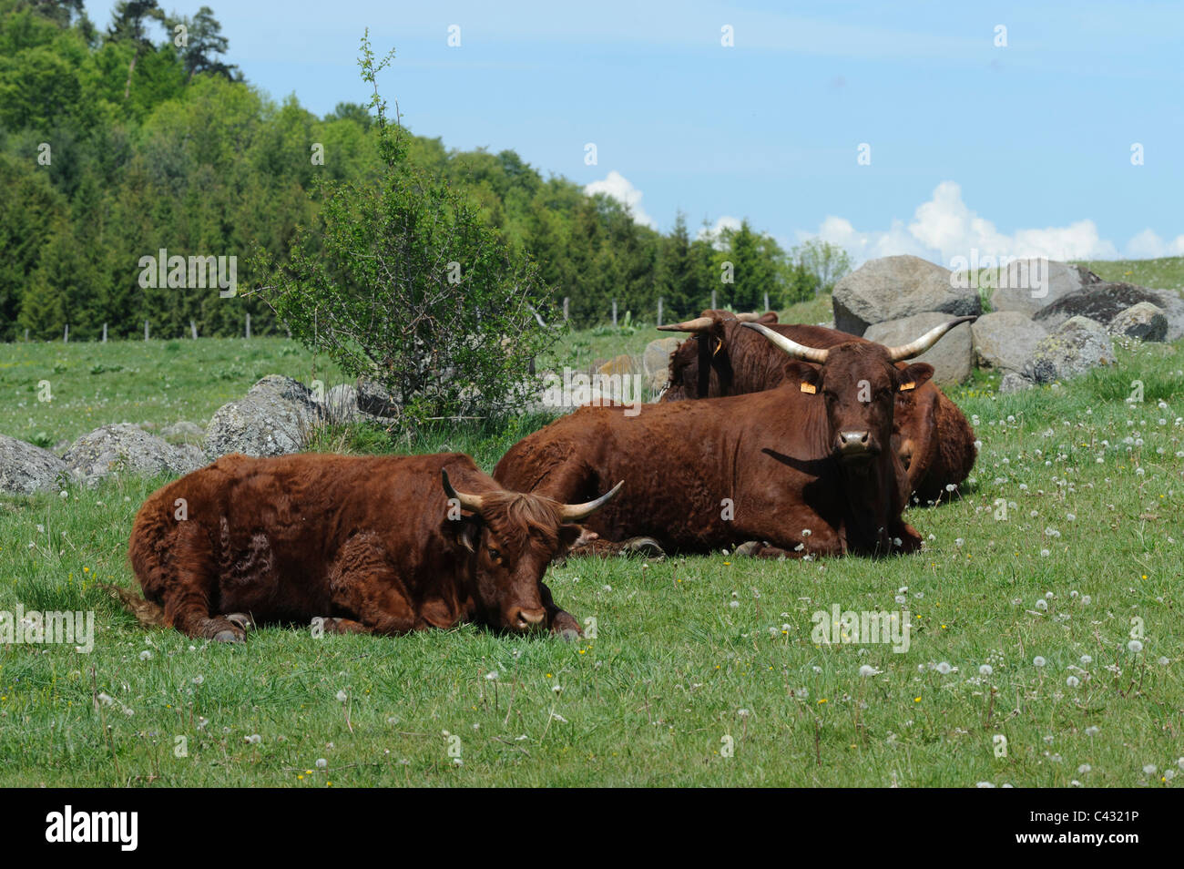 Sitting cows hi-res stock photography and images - Alamy