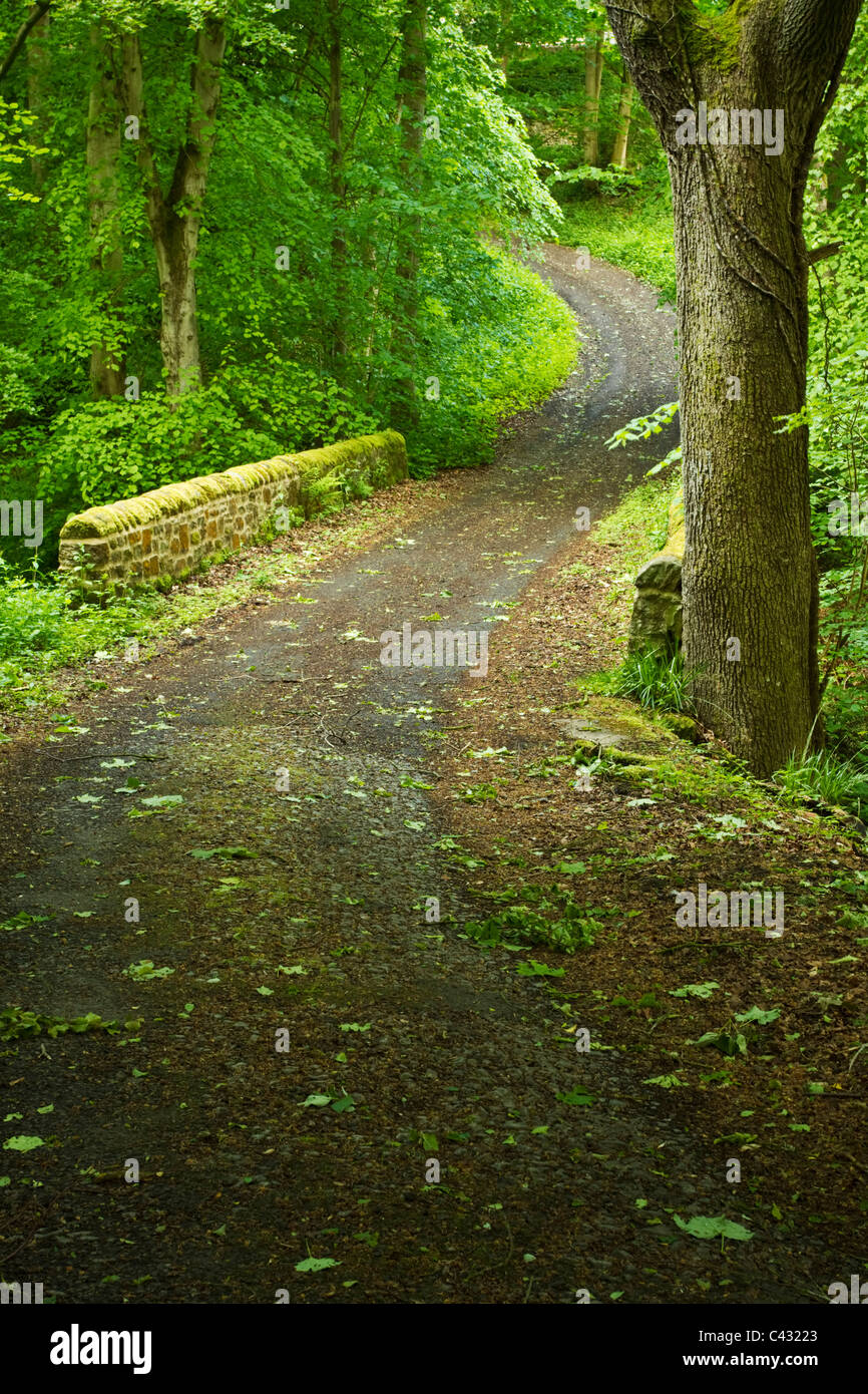 Path through Dinnetley Wood near the town of Haydon Bridge, Northumberland, England Stock Photo