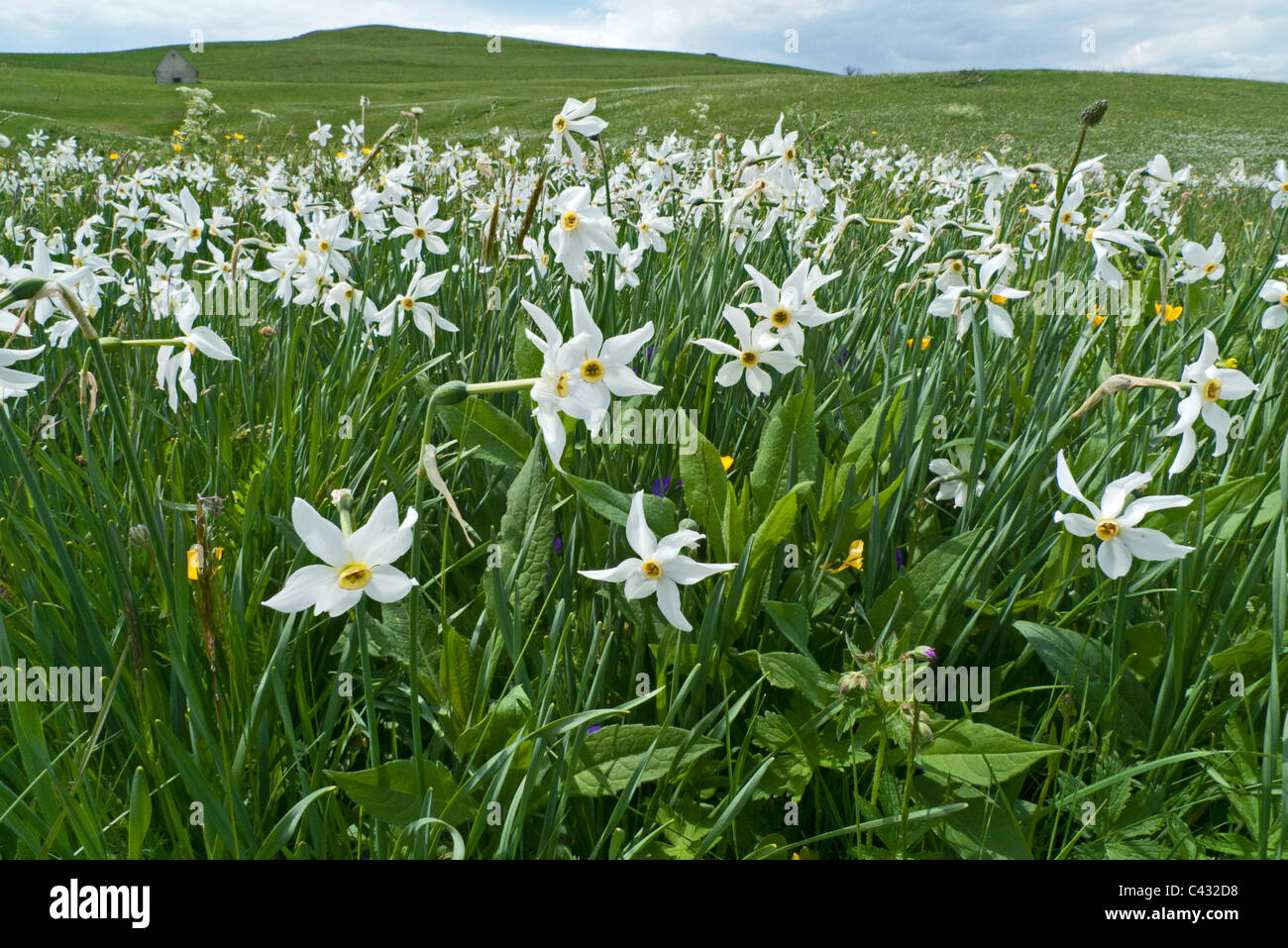 Poet's (Pheasant's-eye) Narcissus (Narcissus poeticus), collection in field Stock Photo