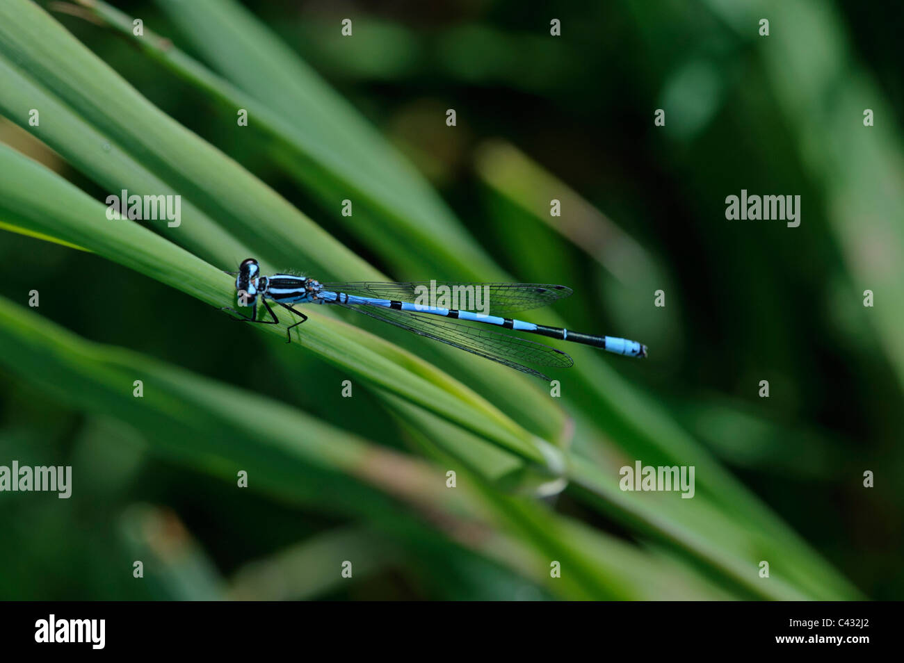 Azure Damselfly (Coenagrion puella), male Stock Photo - Alamy