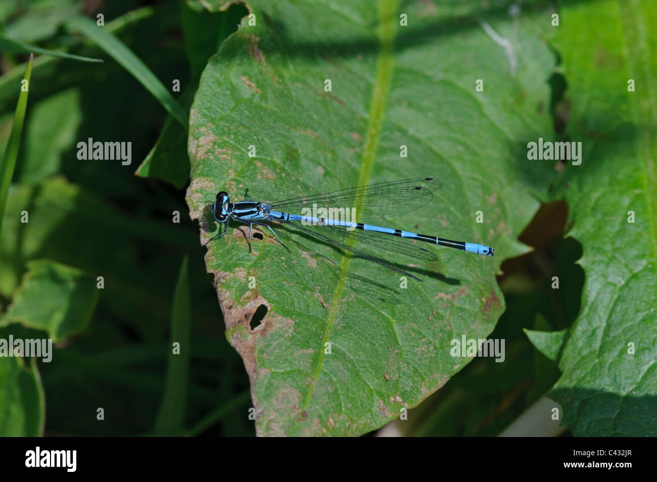 Azure Damselfly (Coenagrion puella), male Stock Photo - Alamy