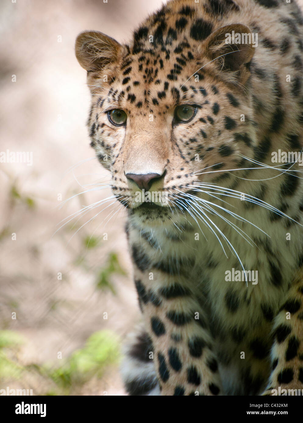 Amur leopard paws hi-res stock photography and images - Alamy