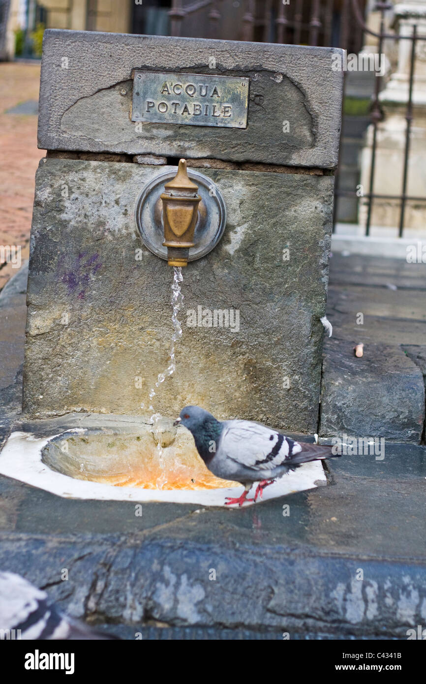 siena water tap and pigeon Stock Photo