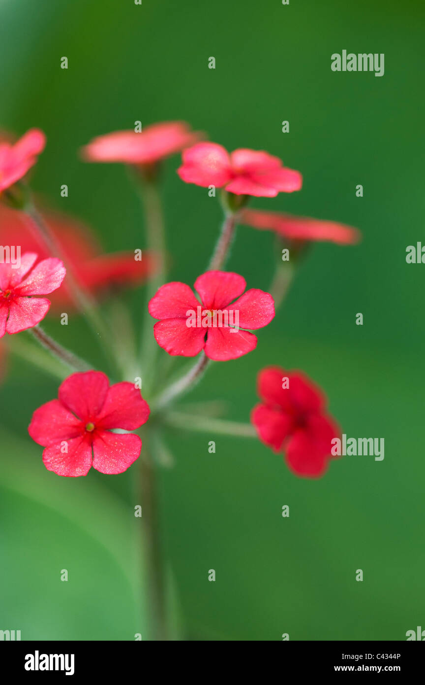 Androsace bulleyana flowers Stock Photo