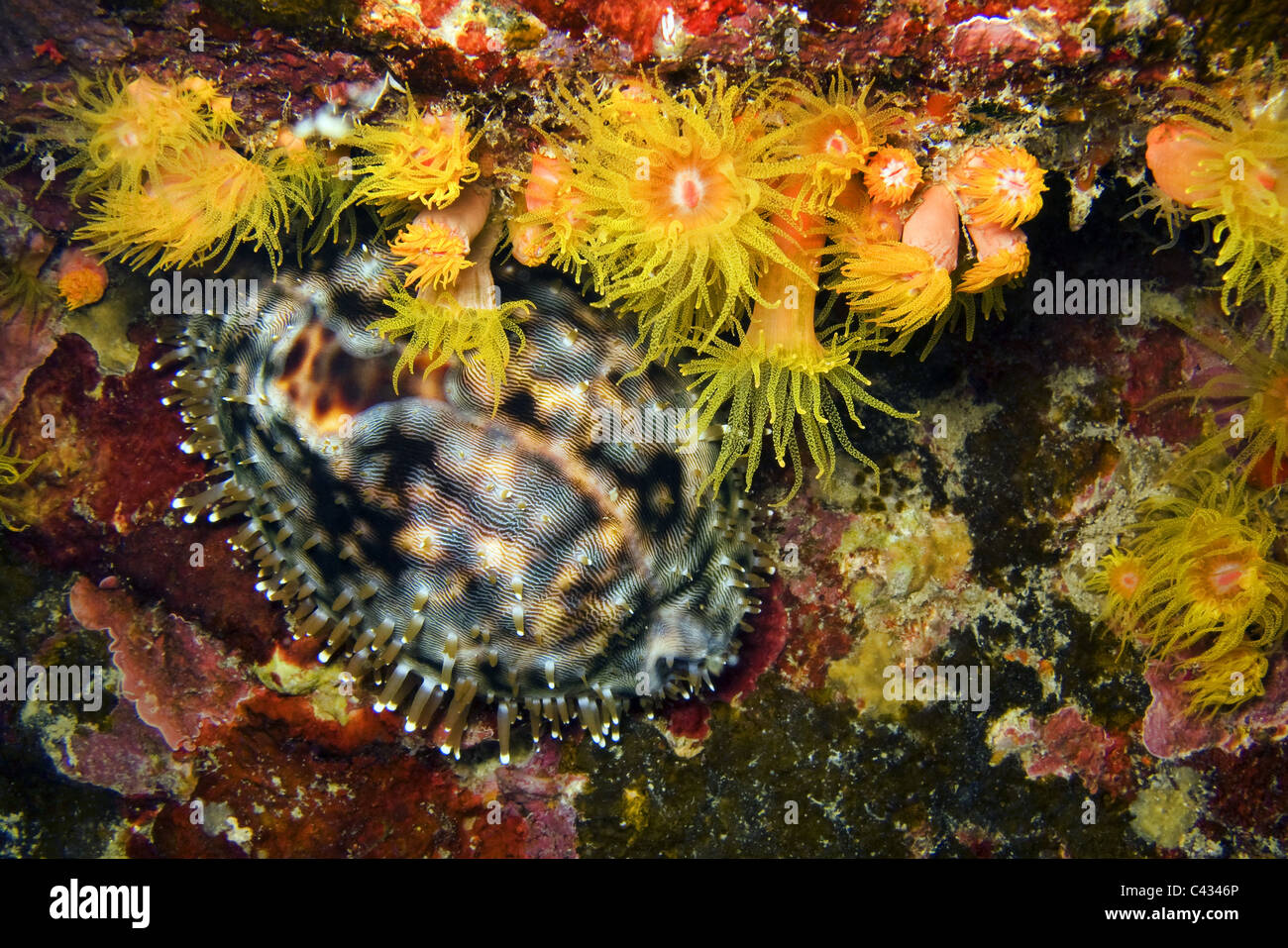 Seashell Stock Photo