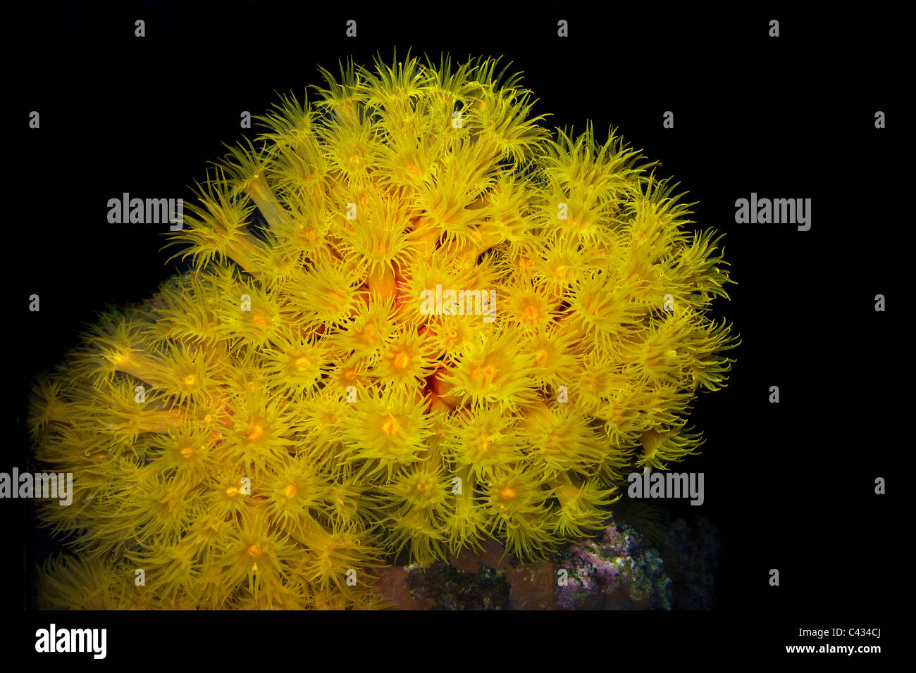 Yellow coral polyp Stock Photo