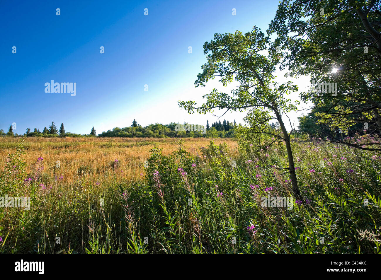 Wildflowers, Waterton Lakes National Park, Alberta, Canada Stock Photo