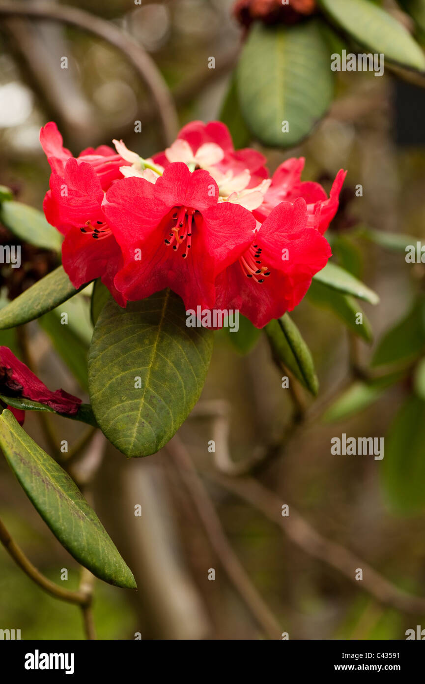 Rhododendron thomsonii in flower Stock Photo
