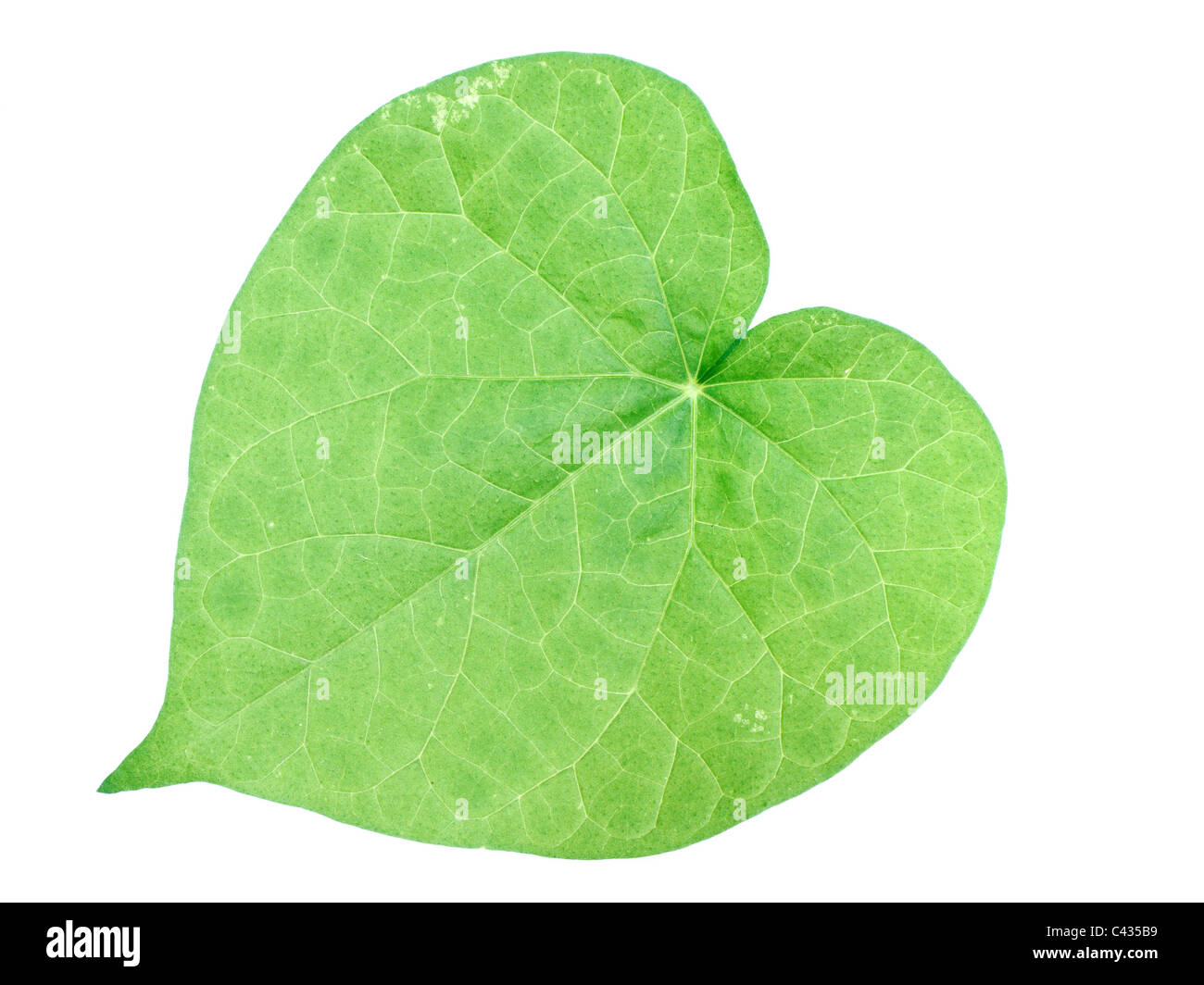 Fresh green heart shaped leaf with white background (photographic isolation) Stock Photo