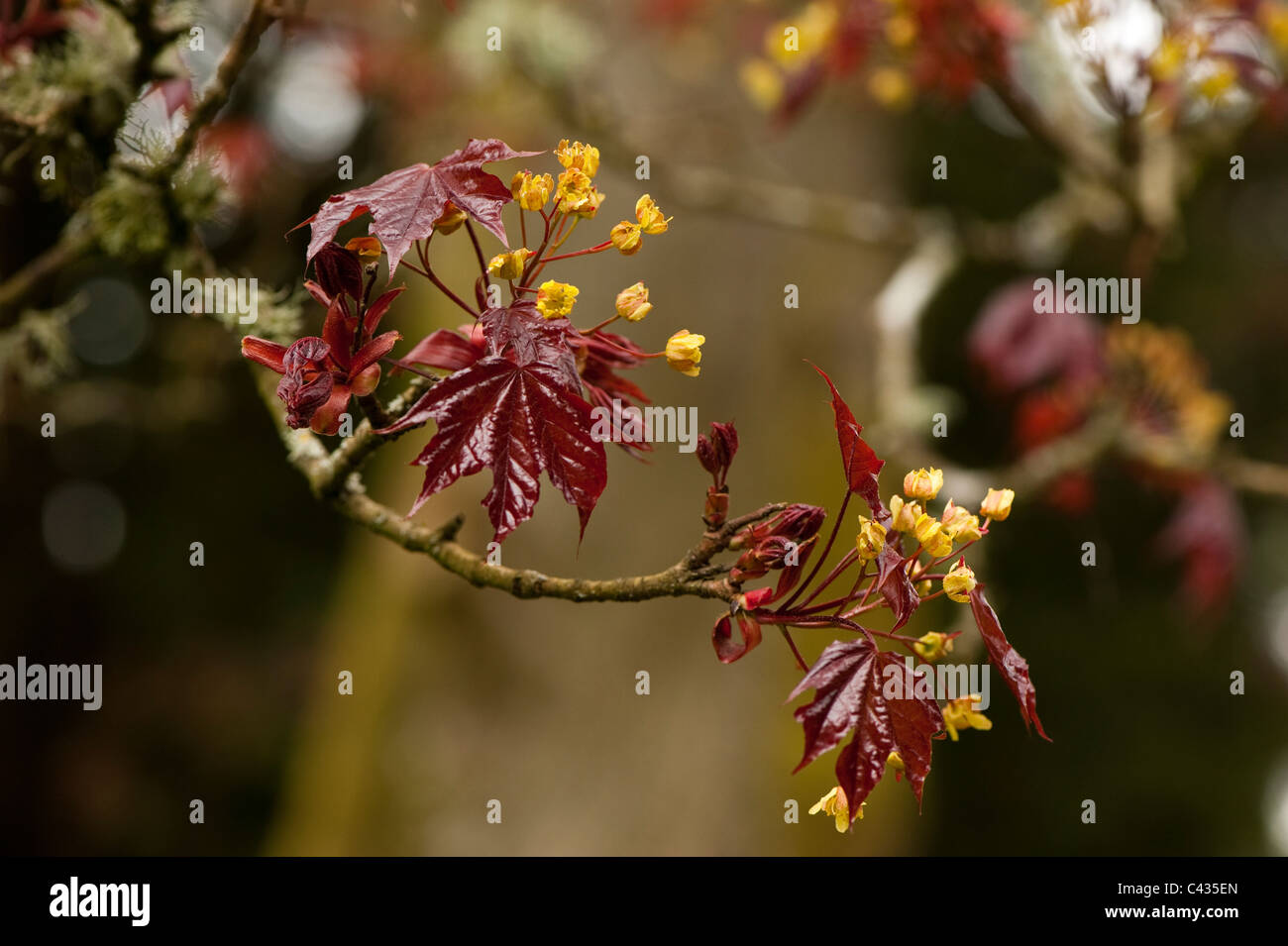 Acer platanoides ‘Schwedleri’, Norway Maple, in flower Stock Photo
