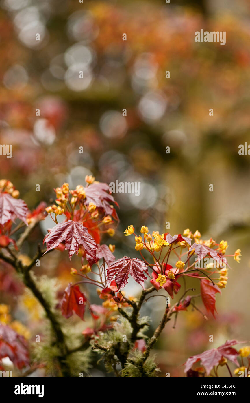 Acer platanoides ‘Schwedleri’, Norway Maple, in flower Stock Photo